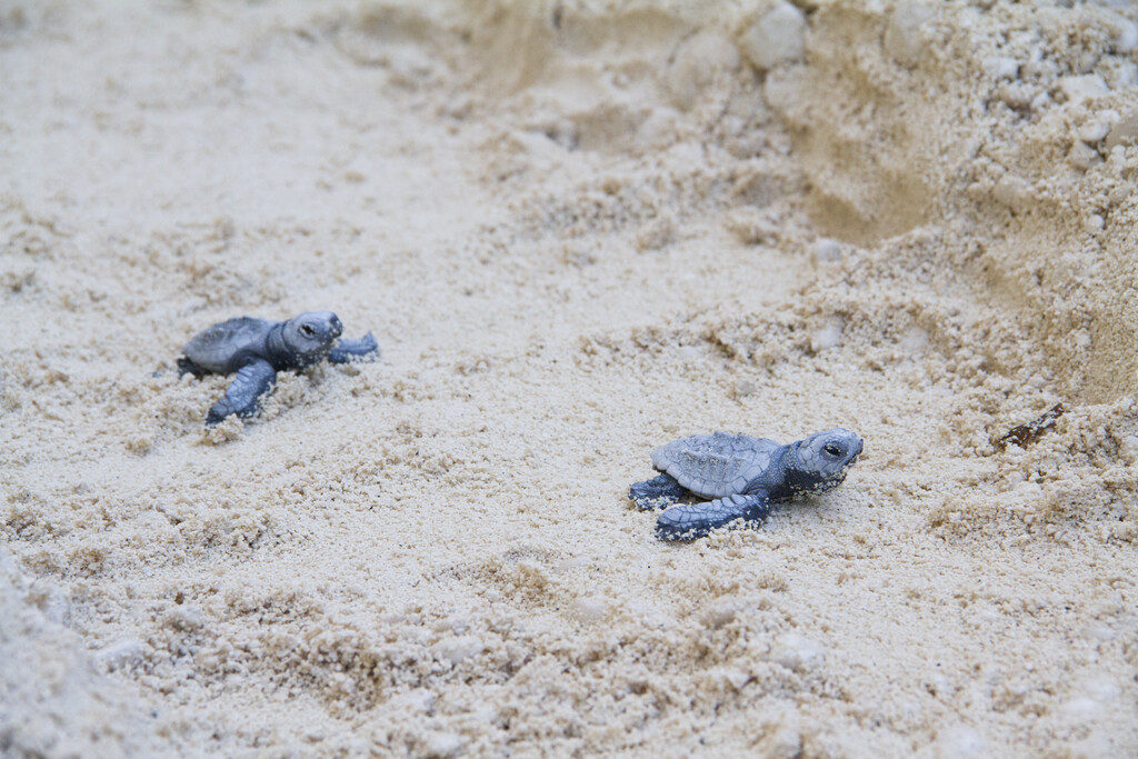 La tortuga boba cada vez es más frecuente en las costas españolas. Es una pésima señal sobre el Mediterráneo