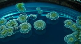 Hemos encontrado el talón de Aquiles del hongo más temido en los hospitales, y eso ya nos da una esperanza