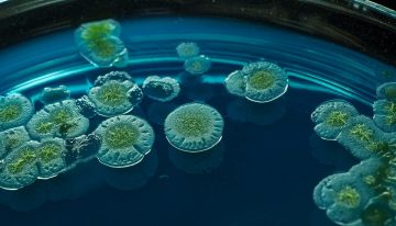 Hemos encontrado el talón de Aquiles del hongo más temido en los hospitales, y eso ya nos da una esperanza