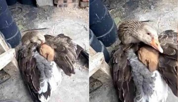 Resolviendo uno de los debates más intrigantes de la filosofía: si existe el «altruismo» entre los animales o no