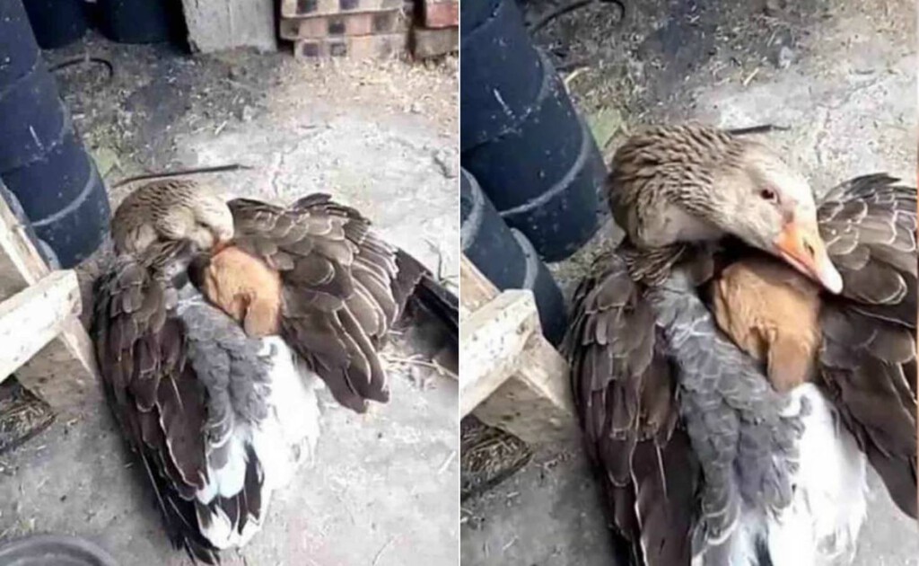 Resolviendo uno de los debates más intrigantes de la filosofía: si existe el "altruismo" entre los animales o no 