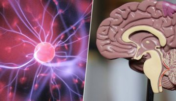 Adolescentes hasta los 32 años: la neurociencia explica por qué el cerebro tarda mucho más de lo que creíamos en madurar
