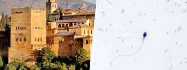 La mitad de todo el semen congelado que producen los hombres españoles sale de una sola ciudad: Granada