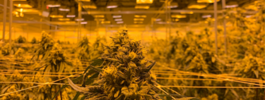 Hay tanta gente cultivando marihuana en sus casas que Endesa tiene un problema. Y va a solucionarlo con IA