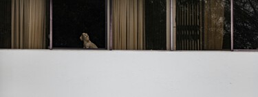 España se está llenando de edificios con mascotas. La Ley de Propiedad Horizontal aclara qué hacer cuando causan molestias