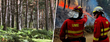 Soria tiene una de las mayores masas forestales de España pero se suele librar de los incendios. La clave: "suerte de pinos"
