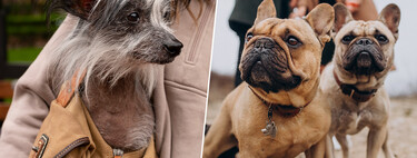 El bulldog francés ha destronado al labrador tras 31 años: la moda ugly-cute explica por qué adoramos lo que antes rechazábamos