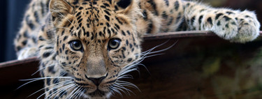 A favor del zoo: para muchas especies, la cautividad es la única forma de evitar la extinción 