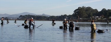 Ante el marisco de Portugal y Marruecos, los pescadores gallegos están empezando a hacer algo: soltar su producto al mar