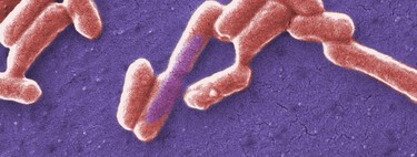 Algunas bacterias pueden “sentir” el ácido de su entorno. Y su manera de adaptarse es mutar