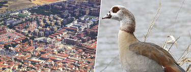 Torrejón se ha cansado de que sus parques estén llenos de gansos y cotorras. Así que tiene un plan para "controlarlos"