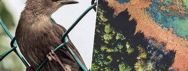 La Península Ibérica está siendo invadida: más de 1.200 especies exóticas han llegado para quedarse 