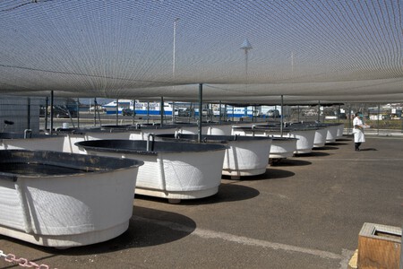 Guarderia De Tortugas