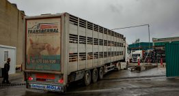La precariedad en los mataderos afectados por un ERTE por la peste porcina: “Quien puede, huye de este trabajo”