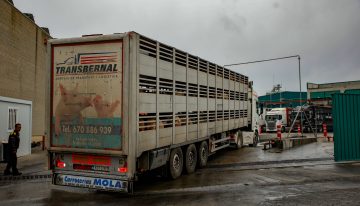 La precariedad en los mataderos afectados por un ERTE por la peste porcina: “Quien puede, huye de este trabajo”