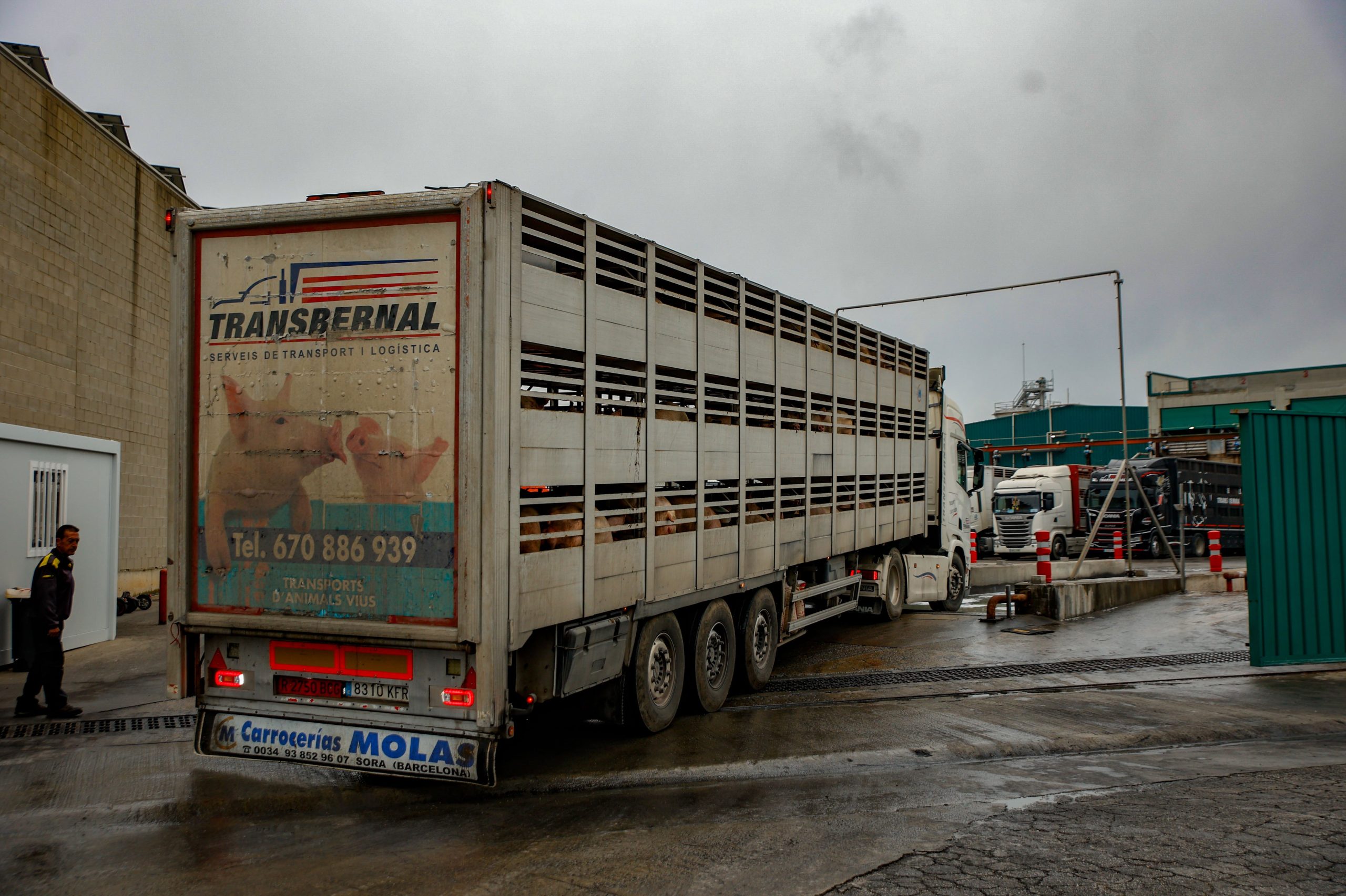 Camiones cargados de cerdos entran en un matadero del Grupo Jorge en Santa Eugènia de Berga, a principios de diciembre.
