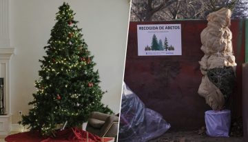 Si tenías intención de replantar tu árbol de Navidad en el monte, Madrid tiene algo que decirte: no lo hagas