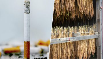 España tiene su propio cultivo de tabaco y hay una región que se ha hecho con el 99% del sector: Extremadura