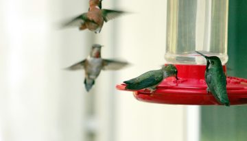 Un simple cacharro está haciendo que una especie evolucione en vivo y en directo: los colibríes