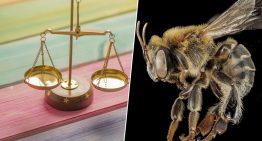 Perú se juega mucho en proteger una abeja clave para el Amazonas. Así que ha empezado a reconocerle derechos legales