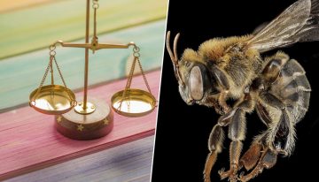 Perú se juega mucho en proteger una abeja clave para el Amazonas. Así que ha empezado a reconocerle derechos legales