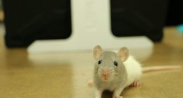 El problema de la experimentación animal no es la falta de ética, es que la ciencia todavía no tiene un plan B