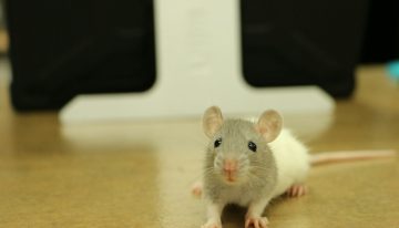 El problema de la experimentación animal no es la falta de ética, es que la ciencia todavía no tiene un plan B