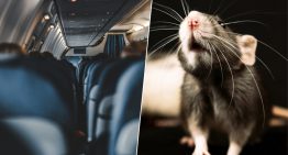 En mitad del océano, 250 pasajeros de un avión se enteraron de que uno de ellos era un polizón. Uno con forma de rata