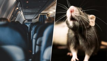 En mitad del océano, 250 pasajeros de un avión se enteraron de que uno de ellos era un polizón. Uno con forma de rata
