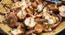 Los ordenadores del futuro han encontrado un aliado inesperado para almacenar información: hongos