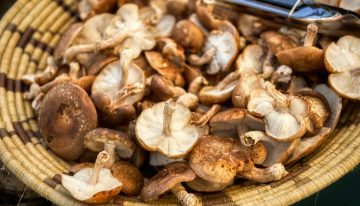 Los ordenadores del futuro han encontrado un aliado inesperado para almacenar información: hongos