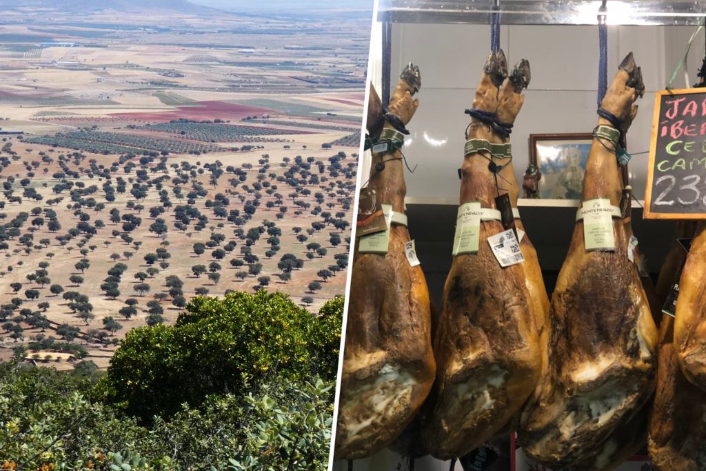 La dehesa extremeña se está muriendo. Y la solución esta vez es contrainuitiva: más intervención humana, no menos