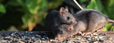 Las ratas de Nueva York se han convertido en una plaga imposible de erradicar. Tienen un secreto: su propio lenguaje