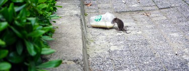 Las ratas están creciendo a un 300% en algunas ciudades del mundo. Y el problema es que no tenemos ni idea de cómo evitarlo