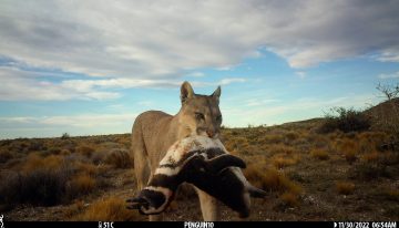 Una mujer muere en un posible ataque de puma en Colorado