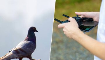 Las palomas mensajeras no son suficiente: una startup rusa ha hackeado sus cerebros para convertirlos en drones con alas