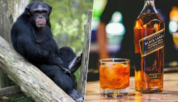 La hipótesis del «mono borracho» se confirma: los chimpancés salvajes beben el equivalente a casi dos copas de alcohol al día