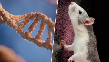 Japón lleva 20 años clonando al mismo ratón de forma ininterrumpida. En la generación 58, la biología ha dicho «basta»