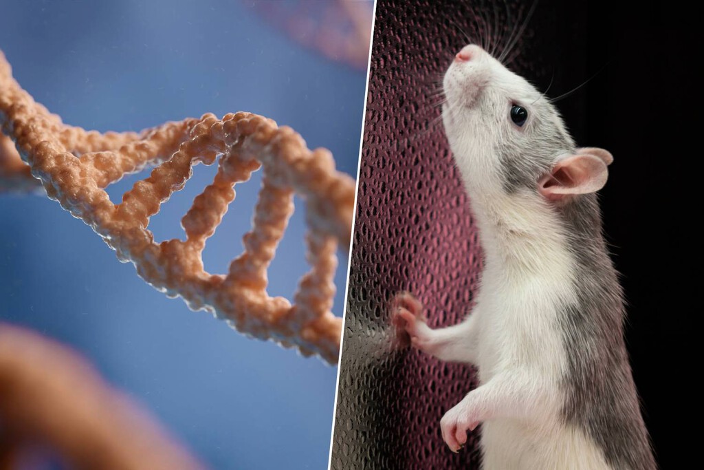 Japón lleva 20 años clonando al mismo ratón de forma ininterrumpida. En la generación 58, la biología ha dicho "basta" 