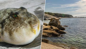 El mar en Galicia se está «tropicalizando»: la aparición de dos nuevas especies de pez globo tóxico es la mejor prueba