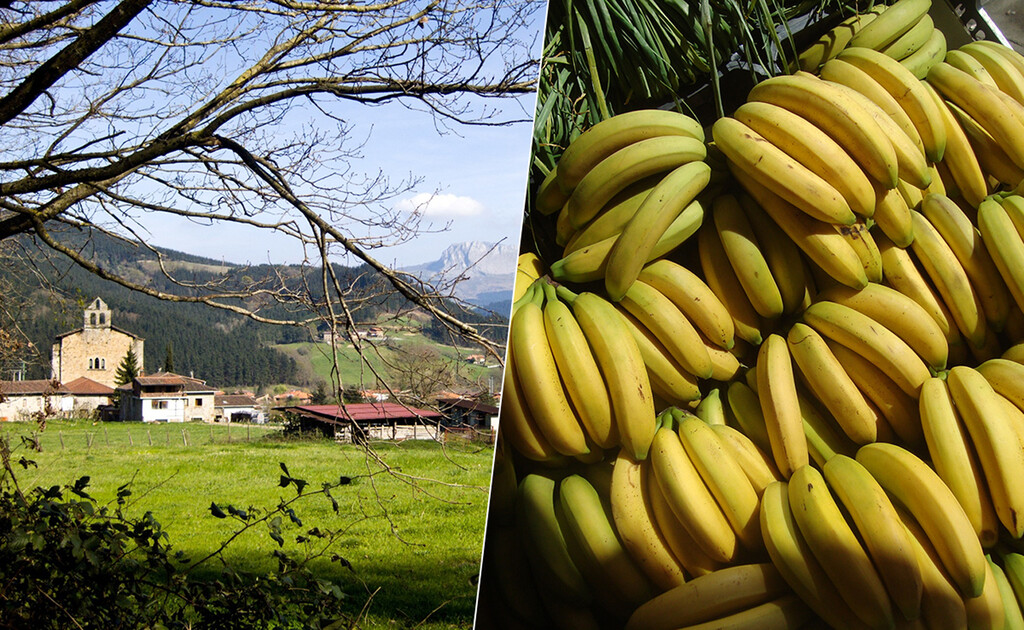 Hay una empresa vasca que está ganando una fortuna con un negocio inesperado: madurar plátanos de Canarias