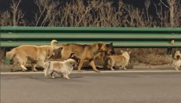 Miles de personas se han enamorado de siete perros abandonados y a la fuga en medio de China. Solo era otro vídeo IA