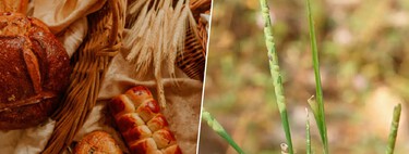 El único alimento que no faltó en una sola guerra transformó la historia de la civilización. Ahora sabemos cómo lo hizo