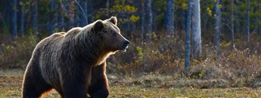 Hay una batalla sin cuartel entre los ganaderos de España y la industria del turismo por una nueva realidad: los osos