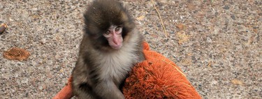 Punch, el mono agarrado a un peluche y víctima de bullying ha logrado lo imposible: unir a Internet bajo una misma causa