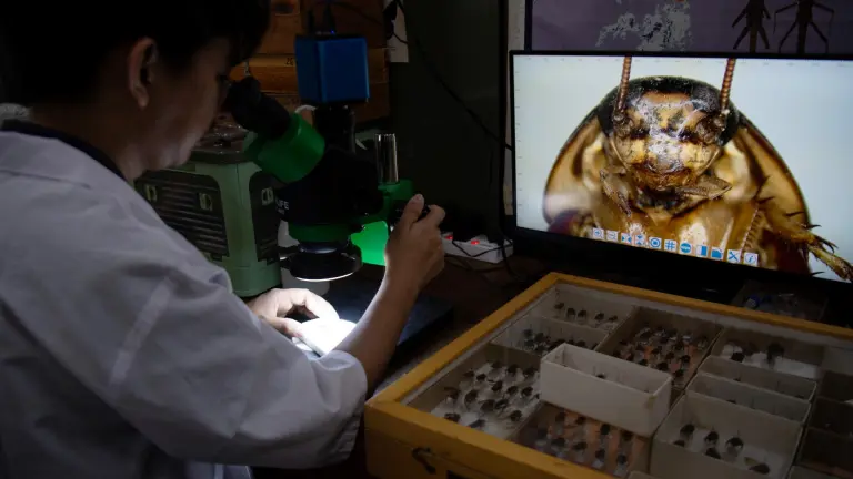 El «Señor de las Cucarachas» filipino sale en defensa de estos insectos incomprendidos