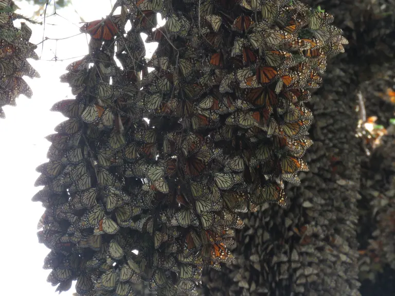 Mariposa Monarca aumenta 64% su presencia en bosques de hibernación mexicanos