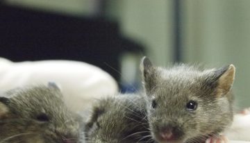 ¿Se puede clonar un ratón eternamente? Una investigación pone a prueba los límites de la ciencia