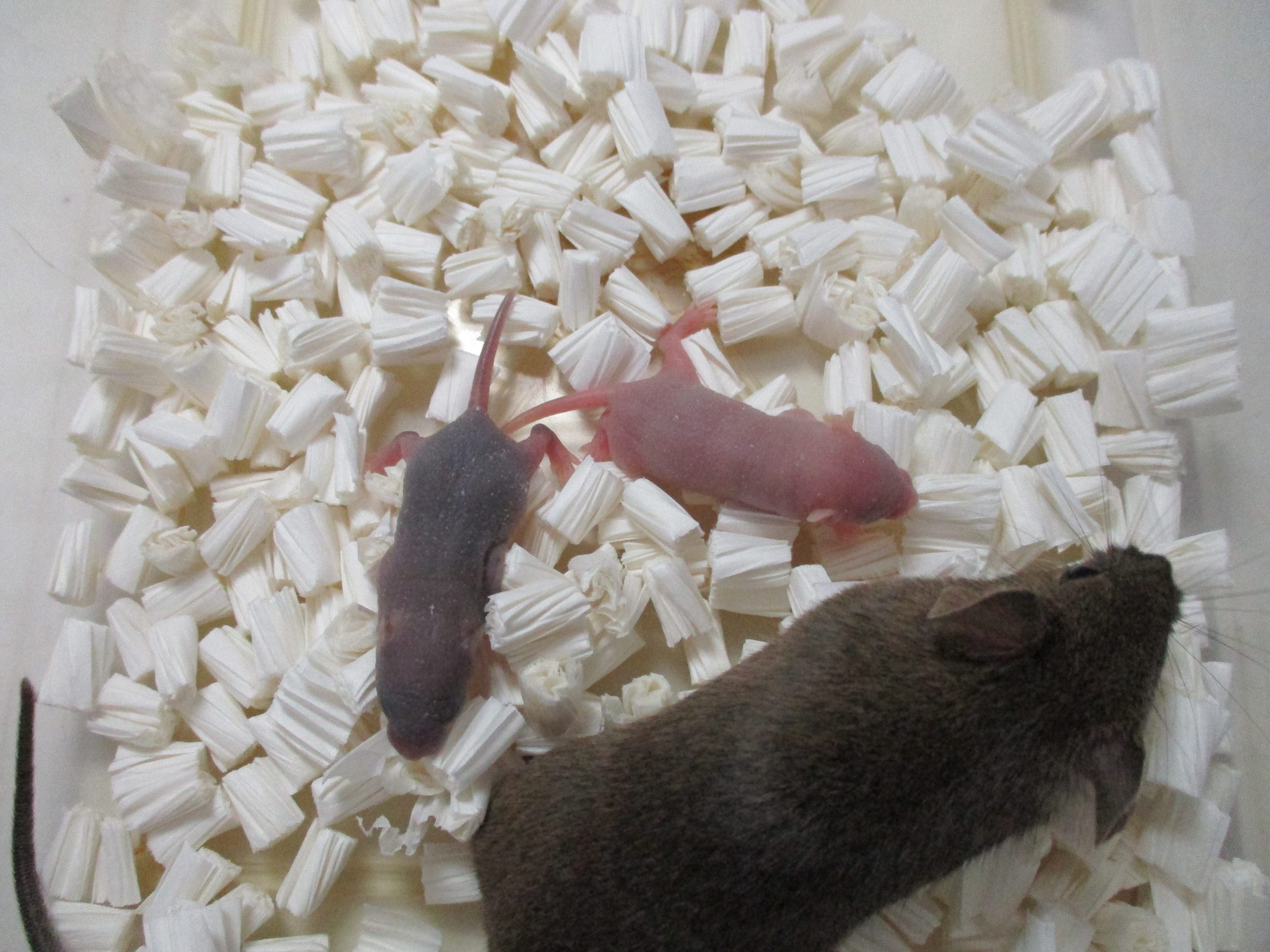 Ratones clonados en Japón de diferentes camadas.