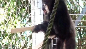 Un chimpancé que toca y vocaliza abre nuevas pistas sobre el origen de la música